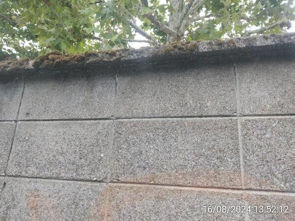 Betonmauer mit versteckter Eidechse