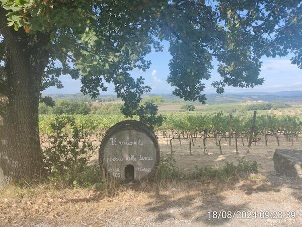 Weinreben und Weinfass im Vordergrund