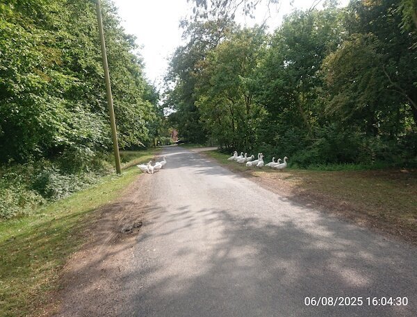 Eine Gruppe Gänse läuft über die Straße
