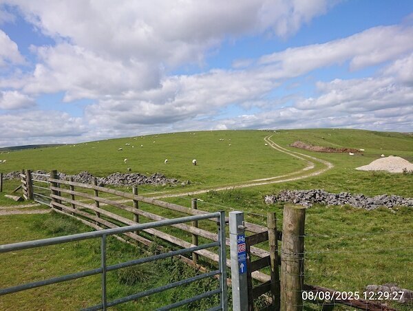 Schafe auf einer Weide
